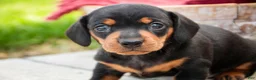 Miniature Dachshund dogs for sale: CeCe - Ad 6