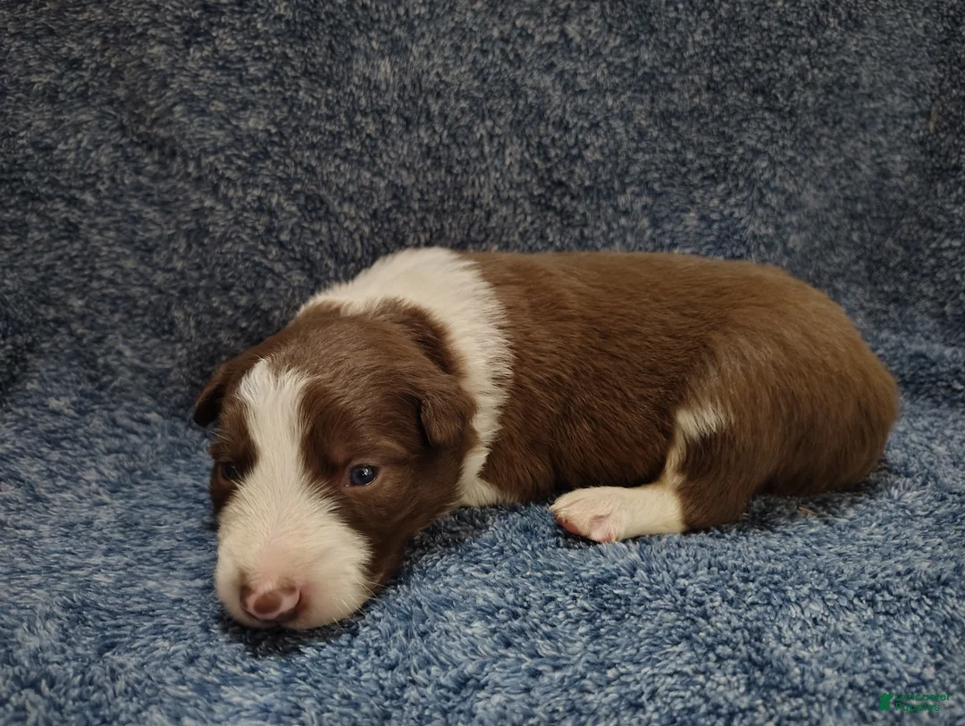 Border Collie dogs for sale: Atticus  - Ad 2