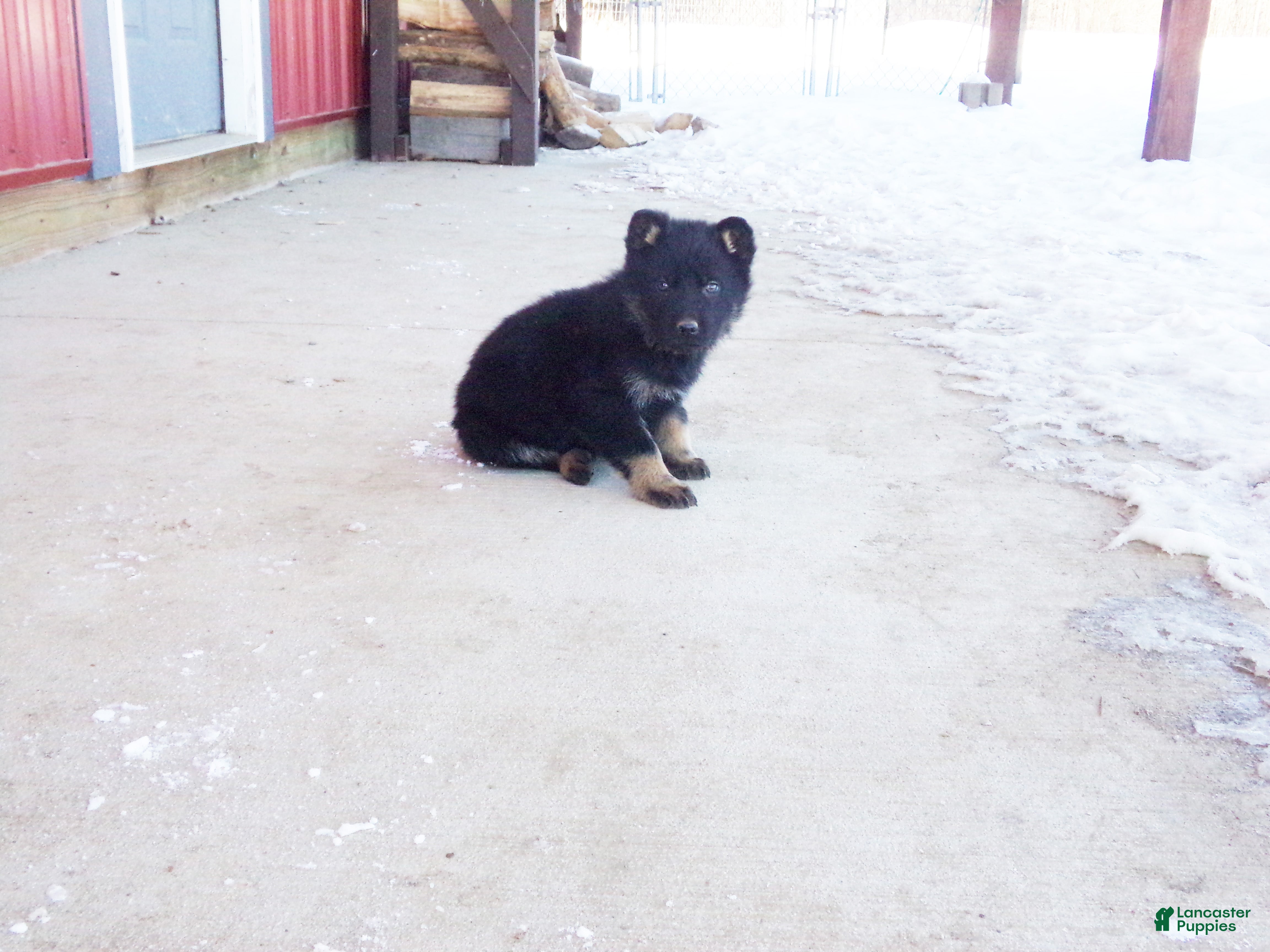 German Shepherd dogs Cyan - Ad 39