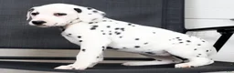 Dalmatian dogs for sale: Ollie - Ad 6