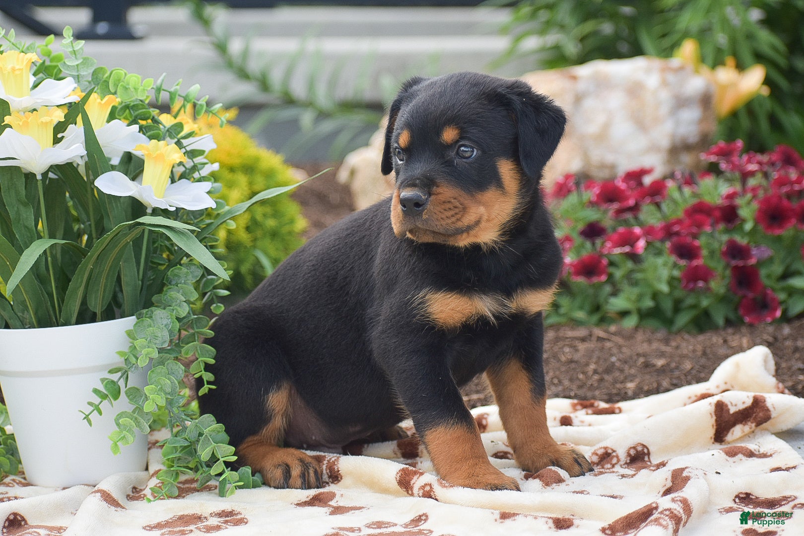 Rottweiler dogs Hudson - Ad 2