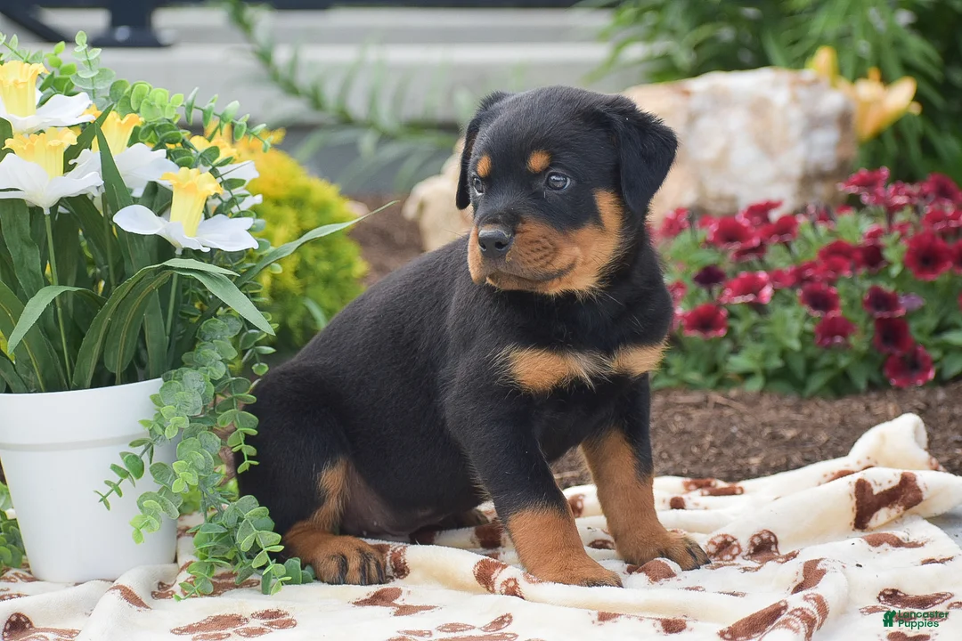Rottweiler dogs for sale: Hudson - Ad 2