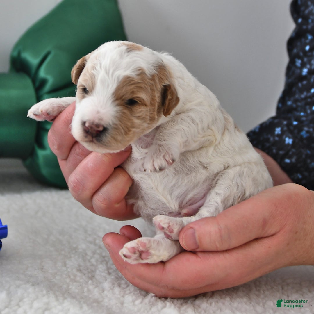 Mini Goldendoodle dogs for sale: Parker - Ad 3