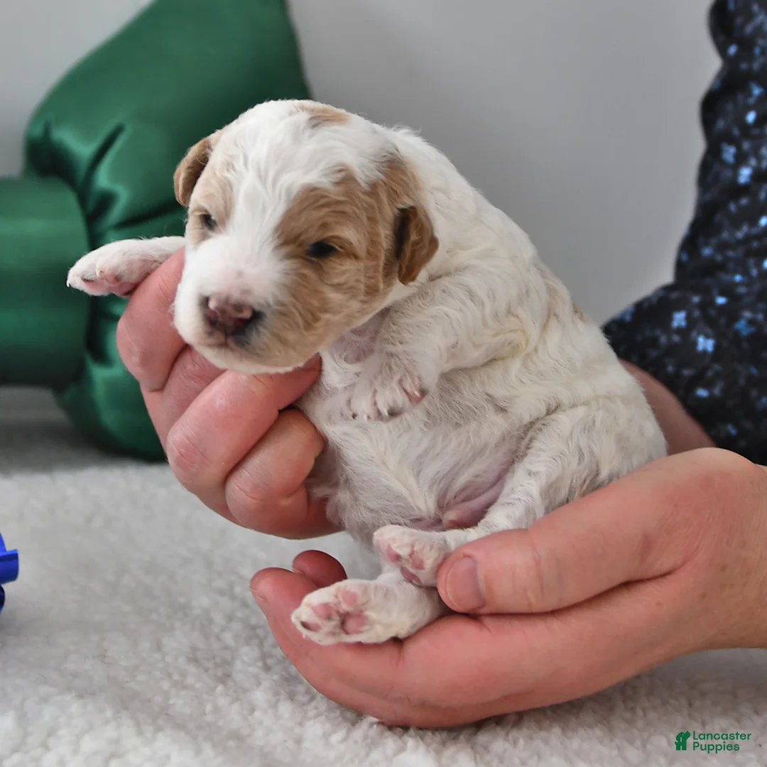 Mini Goldendoodle dogs for sale: Parker - Ad 18