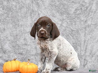 German Shorthaired Pointer dogs - Ad 37