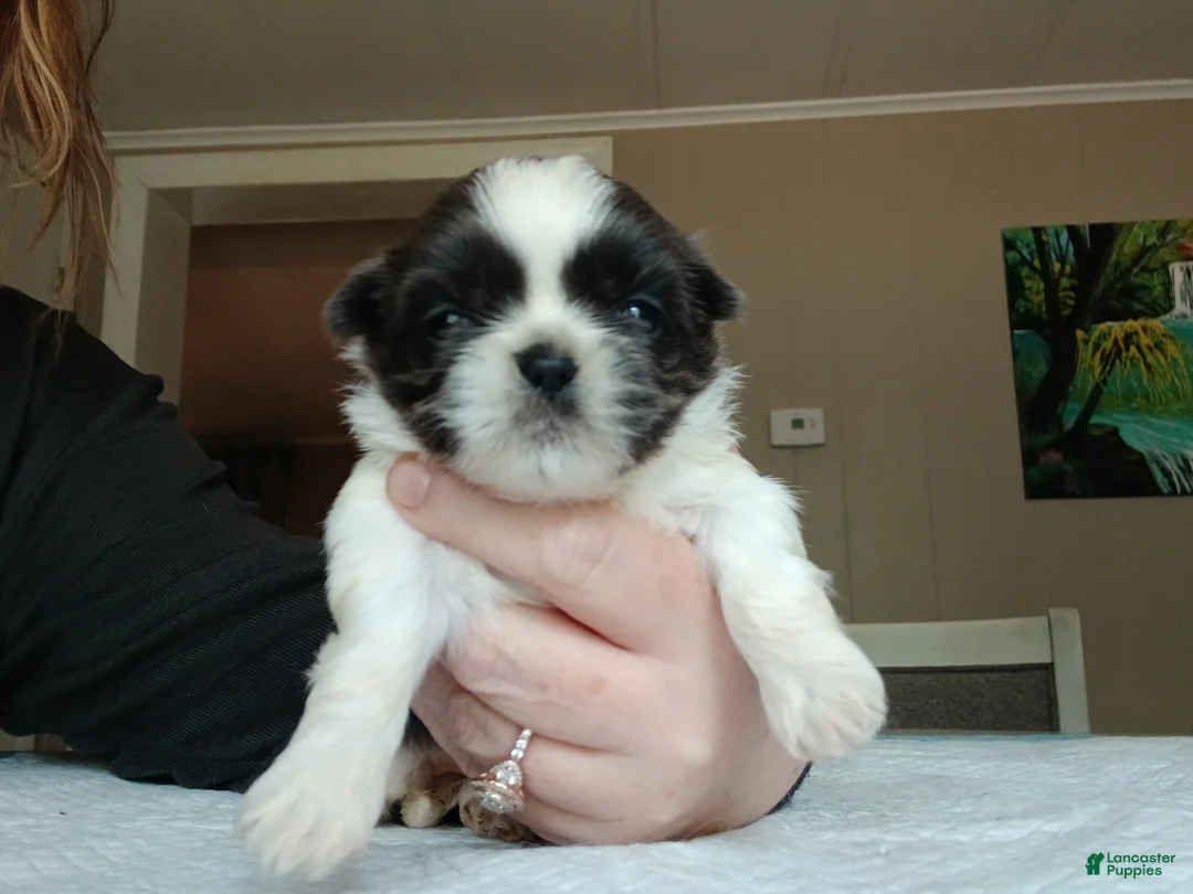 Shih Tzu dogs for sale: Shih Tzu Puppy 4 - Ad 1