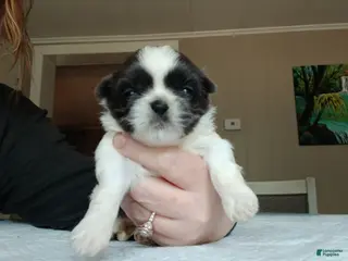 Shih Tzu dogs for sale: Shih Tzu Puppy 4 - Ad 3