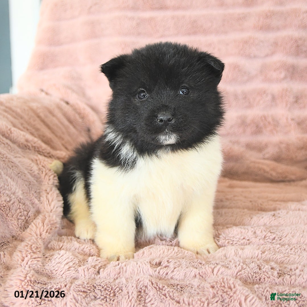 Akita dogs for sale: Frost  - Ad 1