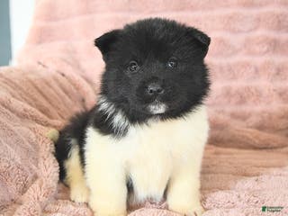 Akita dogs Frost - Ad 1