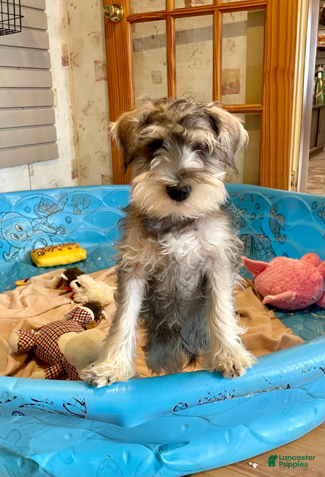 Miniature Schnauzer dogs for sale: Jake - Ad 10