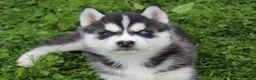 Siberian Husky dogs for sale: Thunder - Ad 7