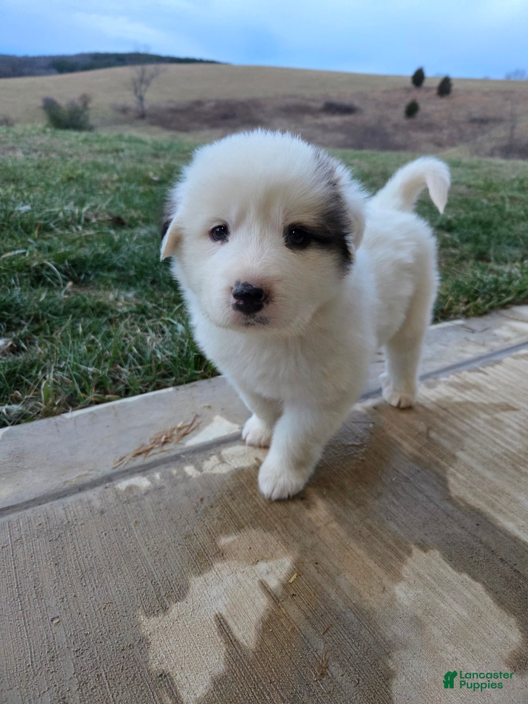 Great Pyrenees dogs for sale: Lucy - Ad 6