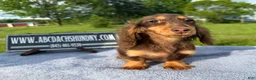 Miniature Dachshund dogs for sale: Russian AKC boy - Ad 4