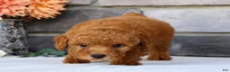 Miniature Poodle dogs for sale: Nic - Ad 10
