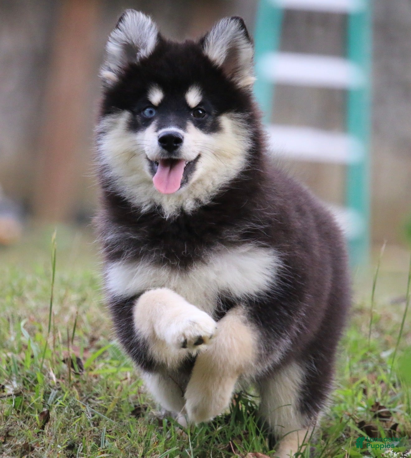 Pomsky dogs Sylveon - Ad 1