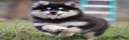 Pomsky dogs for sale: Sylveon - Ad 1