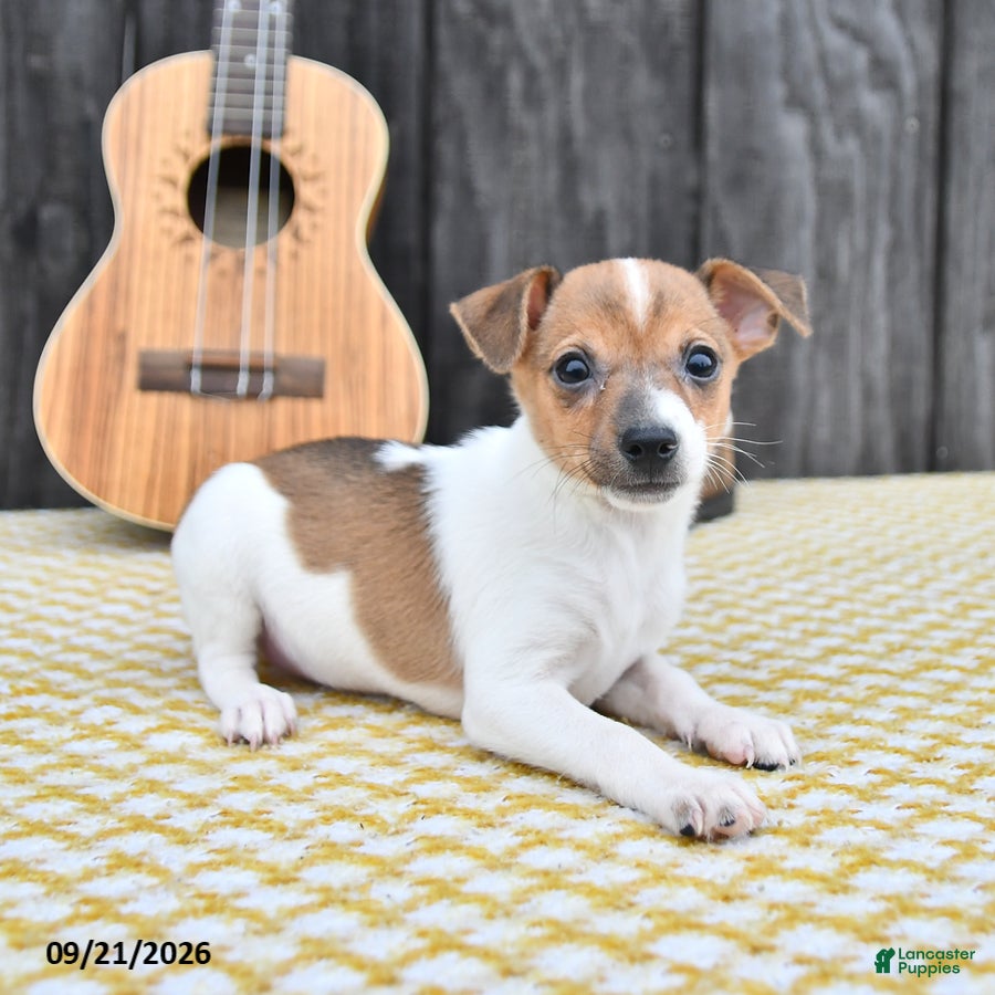 Toy Fox Terrier dogs Buster - Ad 2