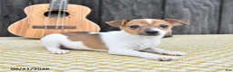 Toy Fox Terrier dogs for sale: Buster - Ad 2
