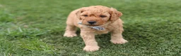 Mini Goldendoodle dogs for sale: Tigger - Ad 7