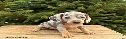 Miniature Dachshund dogs for sale: Zephyr - Ad 2