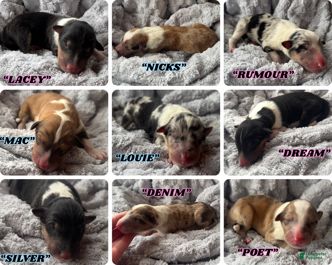 Collie dogs for sale: Louie - Ad 7