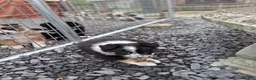 Border Collie dogs for sale: LEA - Ad 6