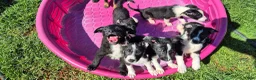 Mixed Breed dogs for sale: Mixed Breed 1 - Ad 5