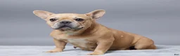 French Bulldog dogs for sale: Oakley - Ad 4
