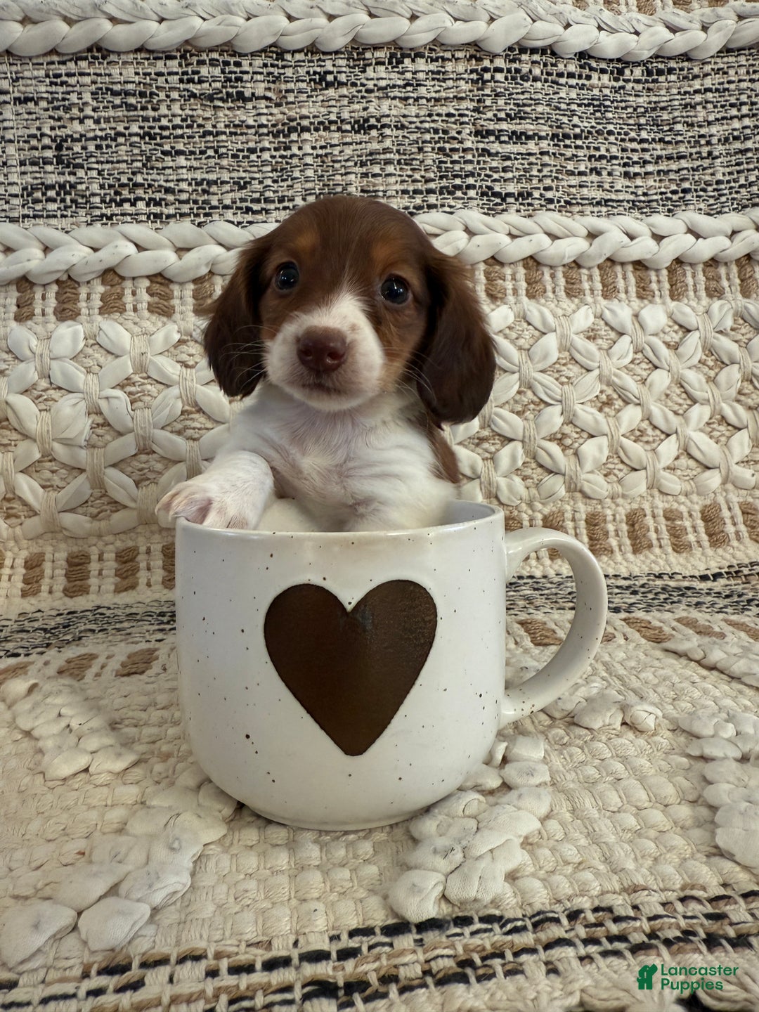 Miniature Dachshund dogs for sale: Lady - Ad 1