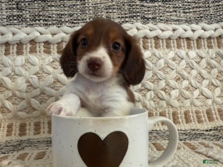 Miniature Dachshund dogs Lady - Ad 24