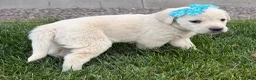 Labrador Retriever dogs for sale: Labrador Retriever Puppy 3 - Ad 1