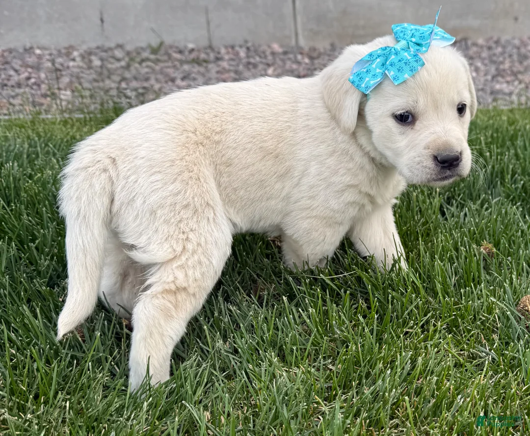 Labrador Retriever dogs for sale: Labrador Retriever Puppy 3 - Ad 1