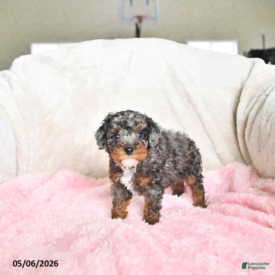 Toy Poodle dogs Callie - Ad 1