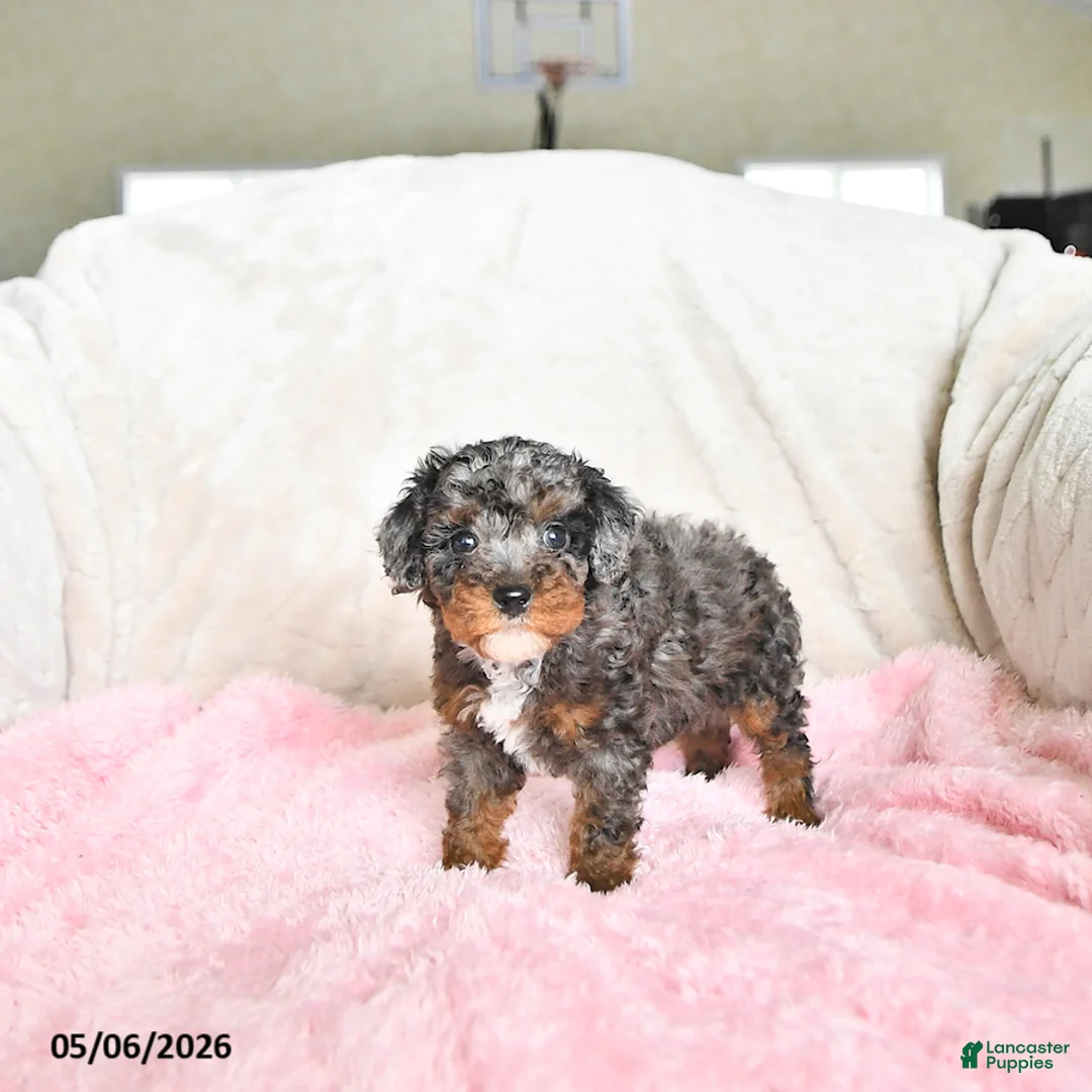Toy Poodle dogs for sale: Callie - Ad 1