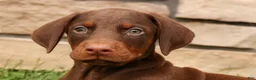 Doberman Pinscher dogs for sale: DUKE - Ad 6