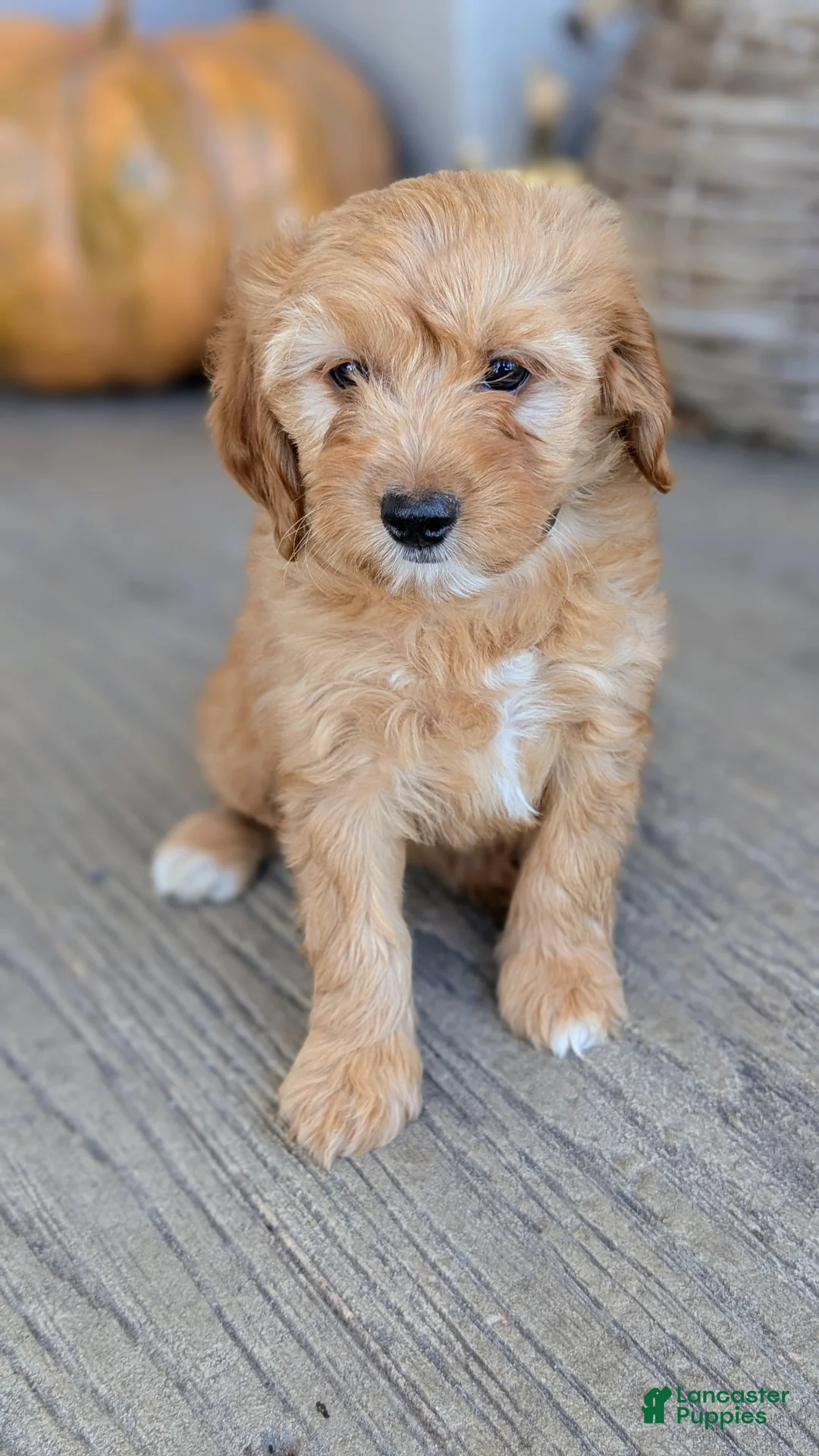 Mini Goldendoodle dogs for sale: Maggie - Ad 1