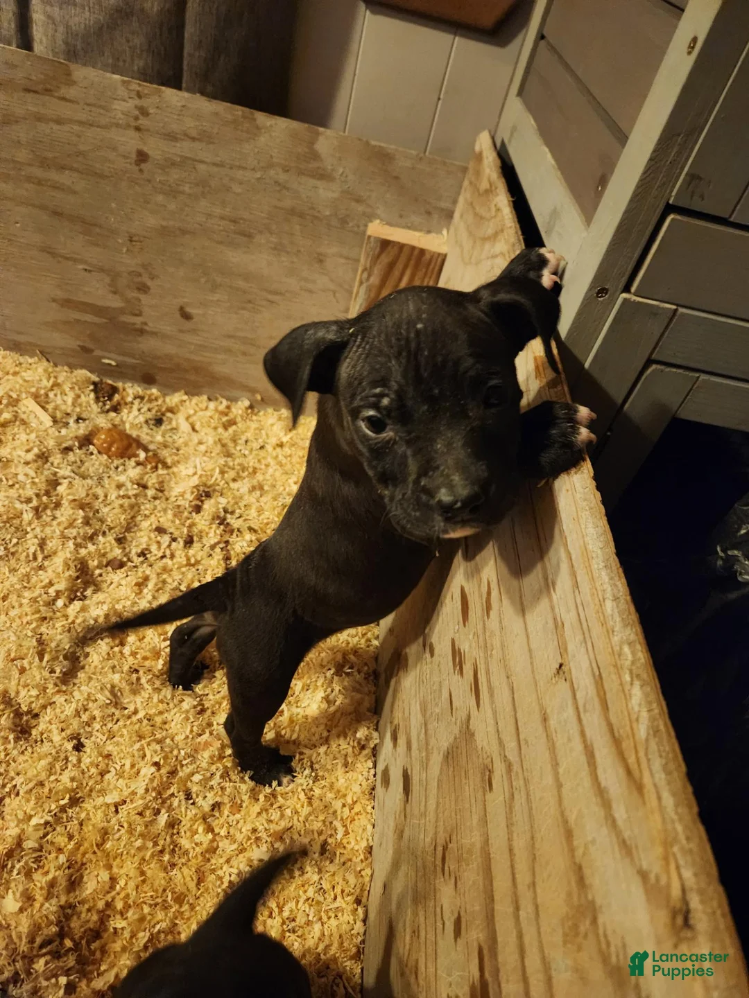 American Pit Bull Terrier dogs for sale: American Pit Bull Terrier 2 - Ad 6