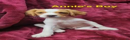 Brittany Spaniel dogs for sale: AKC/UKC French Brittany Annie's Boy - Ad 3