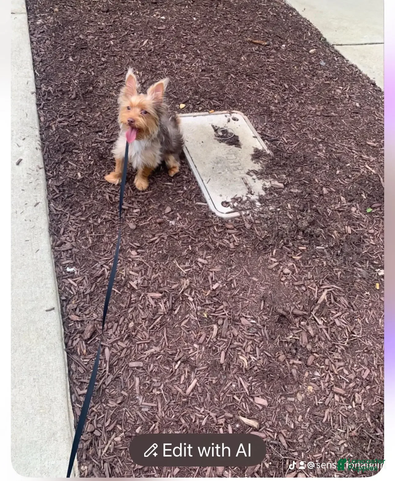Yorkshire Terrier dogs for sale: Autumn  - Ad 4