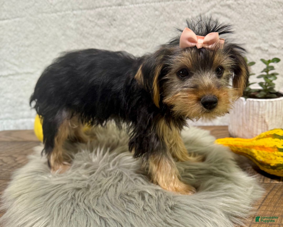 Yorkshire Terrier dogs for sale: Tarza - Ad 7