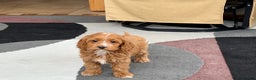 Cockapoo dogs for sale: Cockapoo female 1 - Ad 10