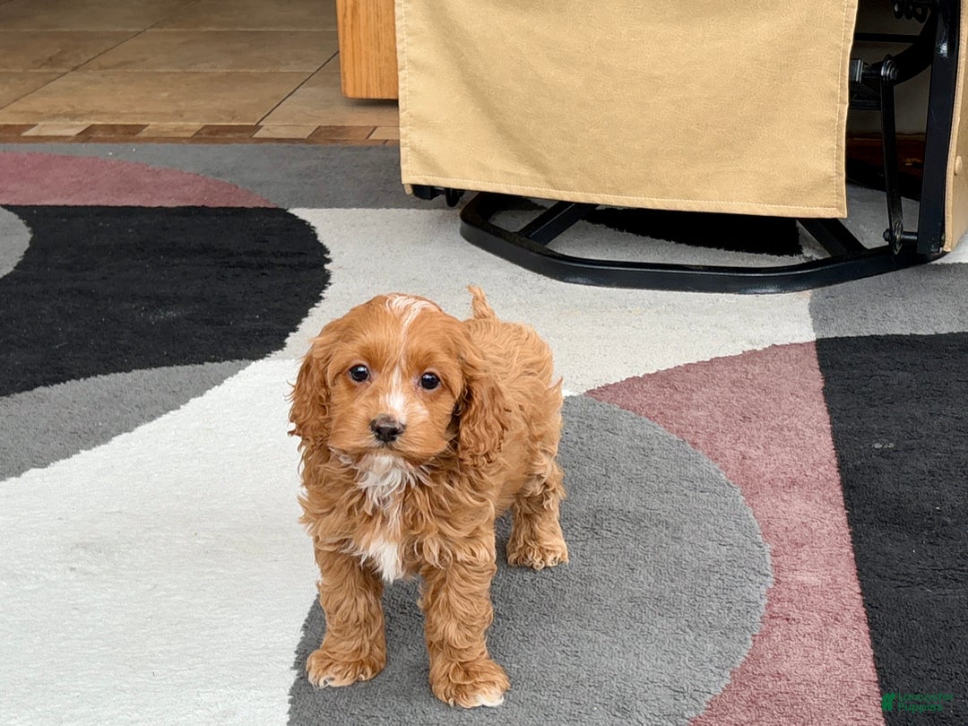 Cockapoo dogs for sale: Cockapoo female 1 - Ad 10