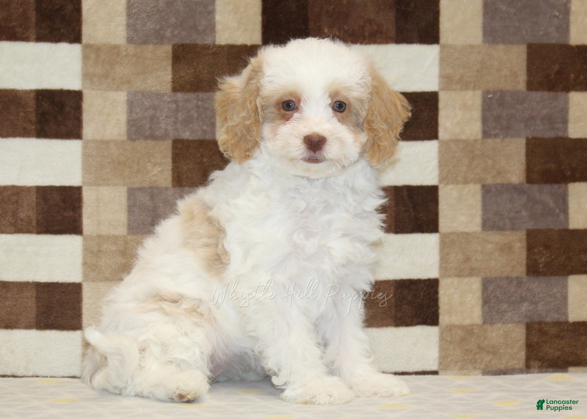 Mini Bernedoodle dogs Casey - Ad 1