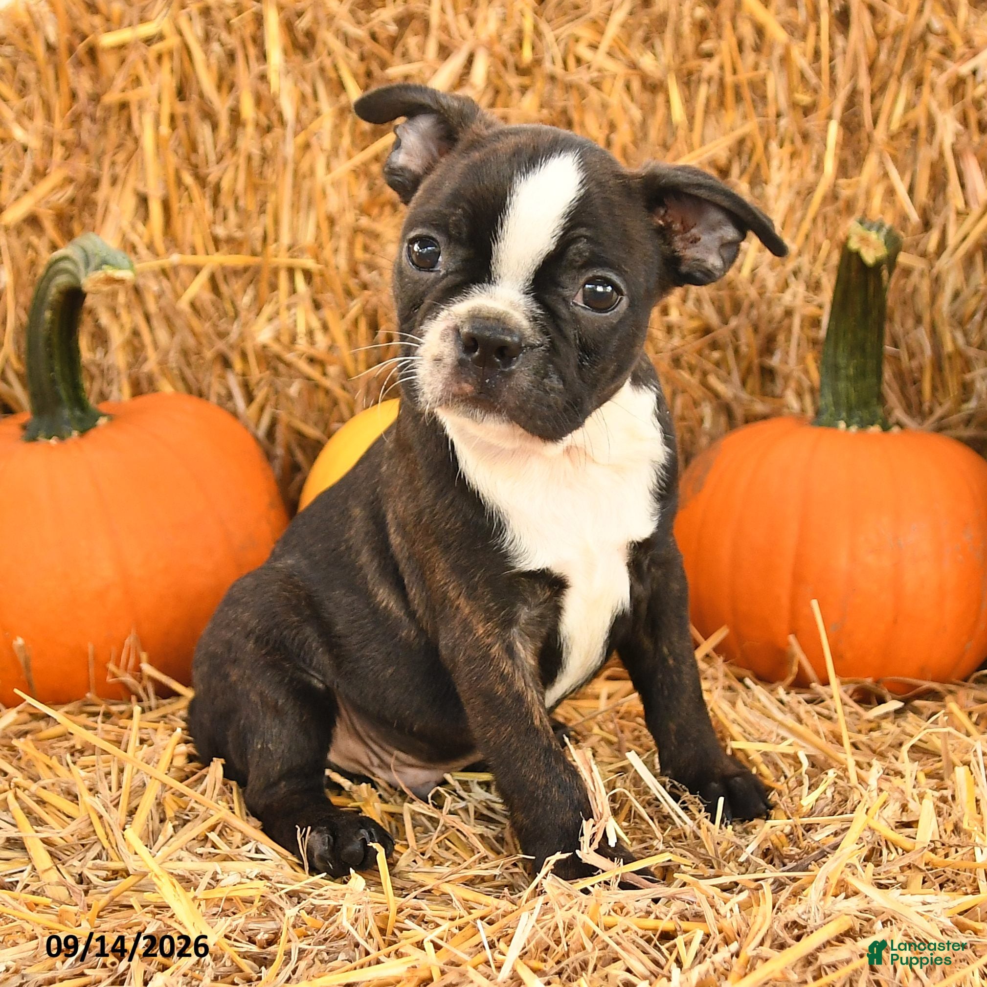 Boston Terrier dogs Roger - Ad 2