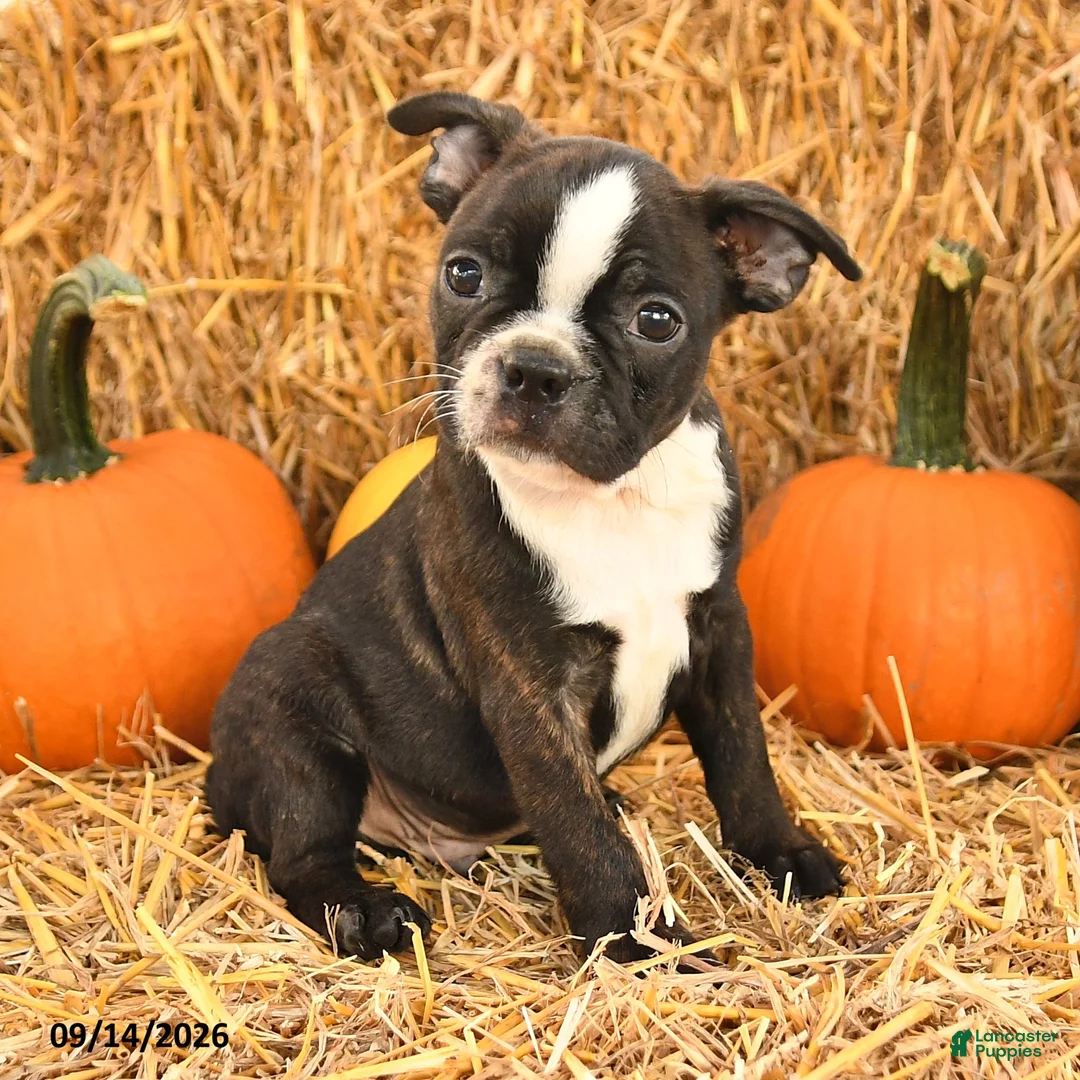 Boston Terrier dogs for sale: Roger - Ad 2