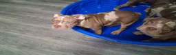 American Bully dogs for sale: American Bully Puppy 1 - Ad 23