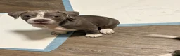 American Pit Bull Terrier dogs for sale: American Pit Bull Terrier 1 - Ad 8