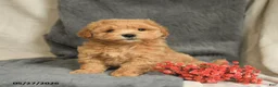 Maltipoo dogs for sale: Wesley - Ad 3