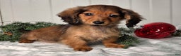 Miniature Dachshund dogs for sale: Darling  - Ad 5