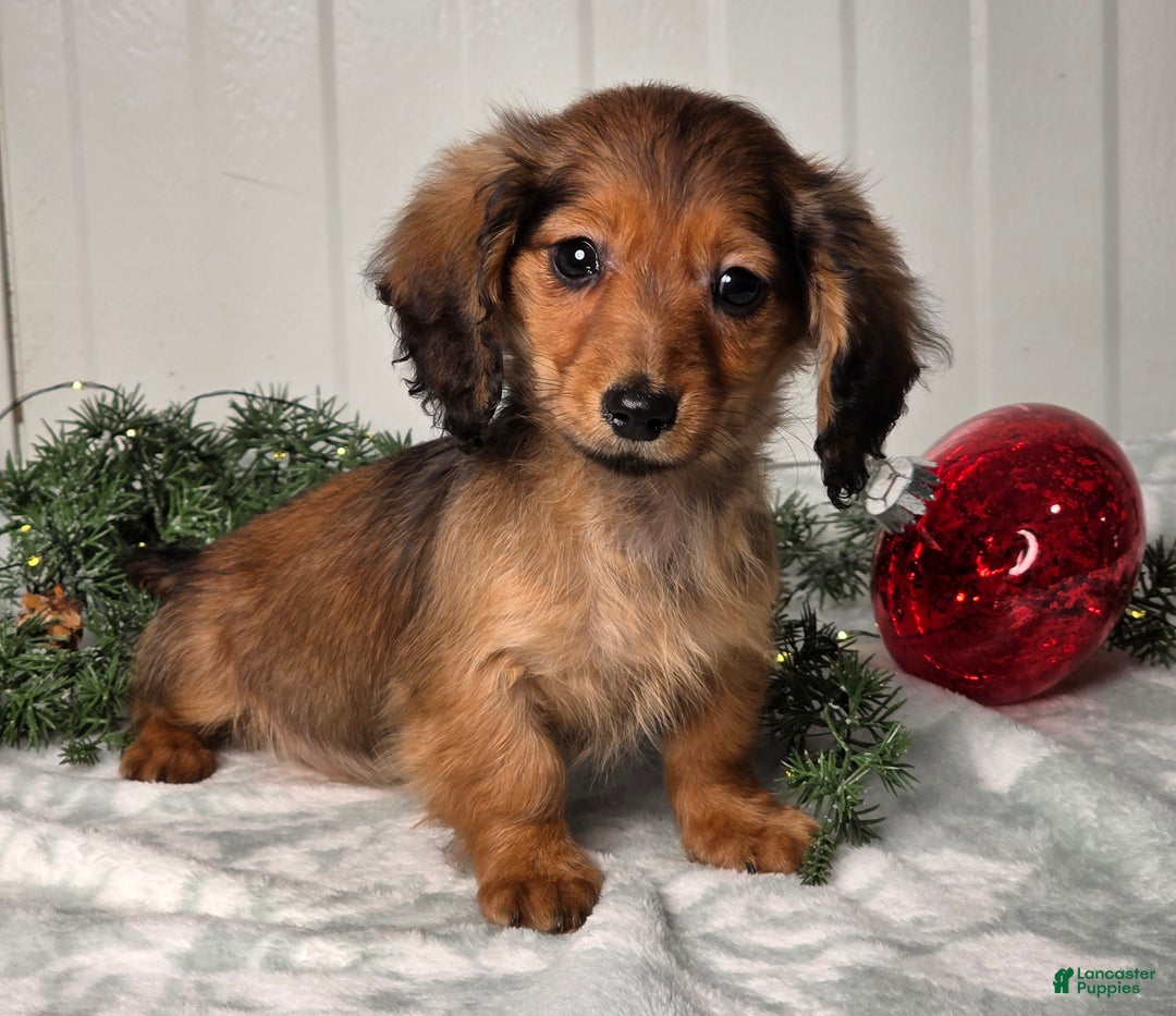 Miniature Dachshund dogs for sale: Darling  - Ad 5